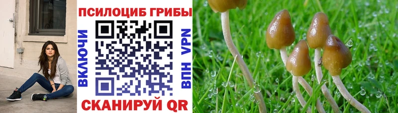ОМГ ОМГ ссылки  Чита  Галлюциногенные грибы мицелий 